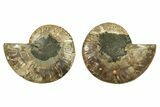 Cut & Polished, Agatized Ammonite Fossil - Crystal Pockets #263301-1